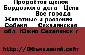 Продаётся щенок Бордоского дога › Цена ­ 37 000 - Все города Животные и растения » Собаки   . Сахалинская обл.,Южно-Сахалинск г.